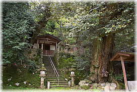 画像:田結神社のスダジイ_2