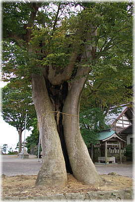 画像:高倉彦神社のケヤキ