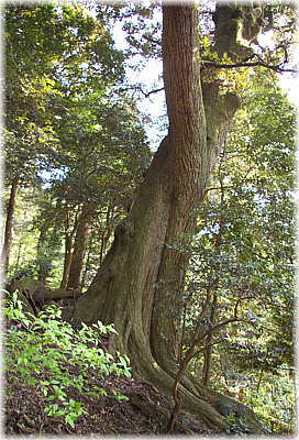 画像:高野白山神社のスダジイ(裏山で最大の個体)