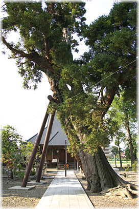 �摜�F��~���̃X�M