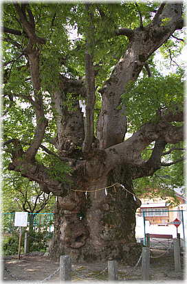 画像:八幡神社のケヤキ