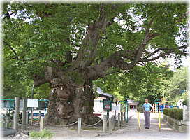 画像:八幡神社のケヤキ(幹と並ぶ)