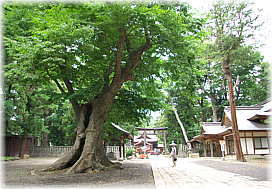 画像：武水別神社のケヤキ（２）