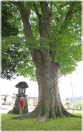 画像:竹室神社のケヤキ(幹と並ぶ)