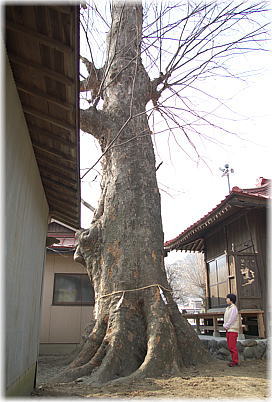 画像:武野上神社のケヤキ(幹と並ぶ)