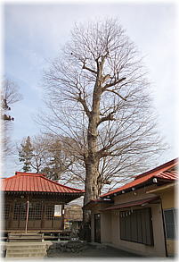 画像:武野上神社のケヤキ(全景)