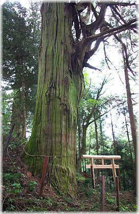 画像:宇佐神社のスギ