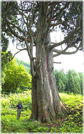 画像:滝の沢の一本杉(幹と並ぶ)