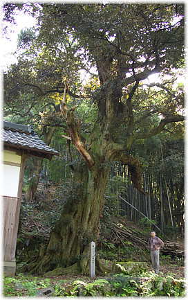 画像:谷八幡神社のスダジイ(幹と並ぶ)