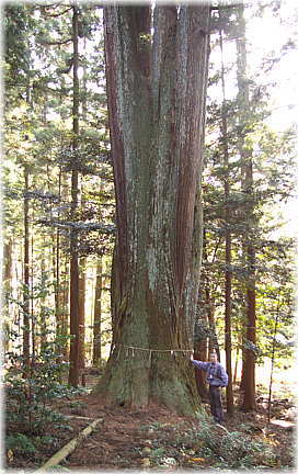 画像:田野口津島神社の五本杉(幹と並ぶ)