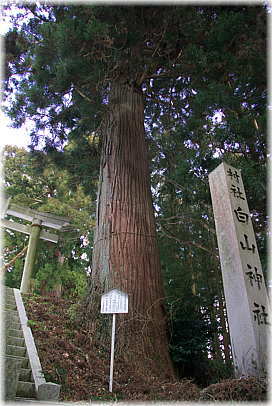 画像:白山神社のスギNo.2