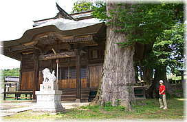 画像：美都穂神社のケヤキ（社殿に向かって右手前の個体）