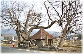 画像:寺尾のケヤキ(全景)