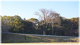 画像:砥鹿神社のケヤキ(遠景)