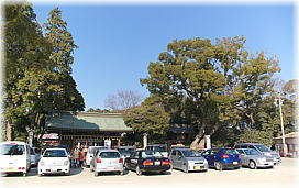 画像:砥鹿神社のクスノキ