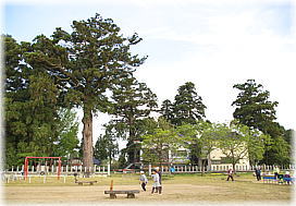 画像:戸出吉住熊野神社のスギ(全景)