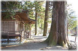 画像:浅間神社の鳥居杉