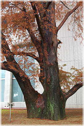 画像:豊橋市役所のラクウショウ