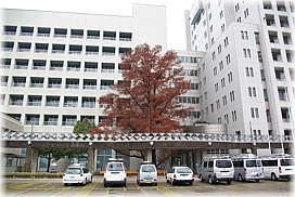 画像:豊橋市役所のラクウショウ(遠景)