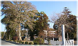 画像:素盞鳴神社のクスノキ(社叢全景)