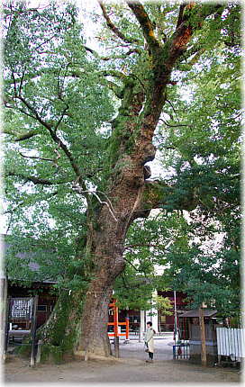 画像:若宮神社の楠(幹と並ぶ)