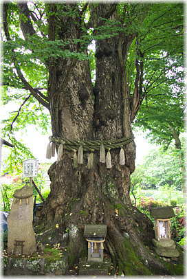 画像:綴子神社の千年桂(表の顔)