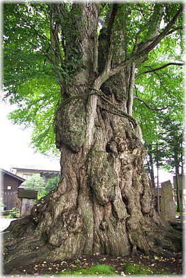 画像:綴子神社の千年桂(裏の顔)