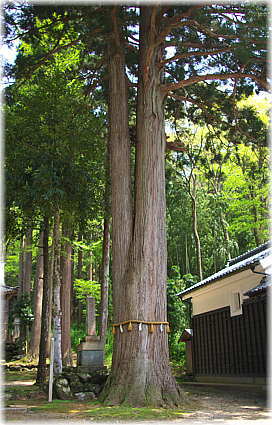 画像:鵜甘神社のスギ