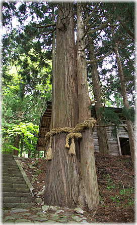画像:海ノ口上諏訪神社のスギ