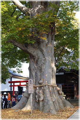 画像:白鳥神社の御神木