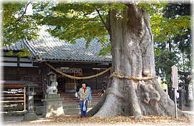 画像:白鳥神社の御神木(幹と並ぶ)