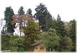 画像:漆島十社神社のスギ(遠景)