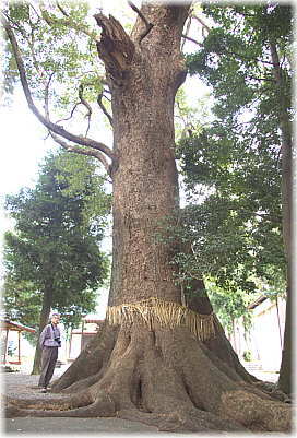 画像:熊野神社の大クスノキ(幹と並ぶ)