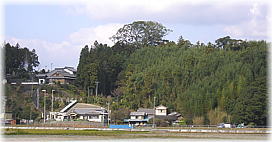 画像:熊野神社の大クスノキ(遠景)