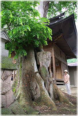 画像：和田中神社のケヤキ（幹と並ぶ）