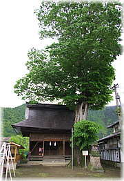 画像：和田中神社のケヤキ（全景）