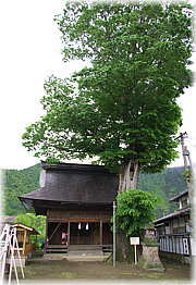 画像:和田中神社のケヤキ(全景)