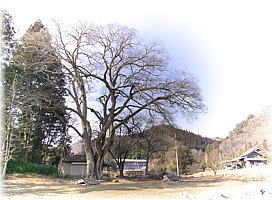 画像：矢田小学校跡のエノキ（全景）