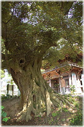 画像:薬王院のスダジイ(仁王門手前)