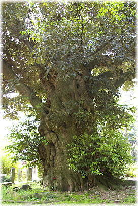 画像:薬王院のスダジイ(三重塔横)