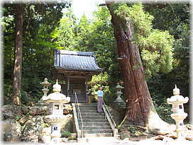 画像:薬師如来堂のスギ(幹と並ぶ)