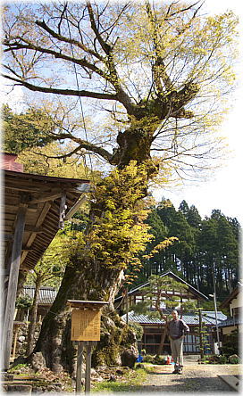 画像:山田の大欅(幹と並ぶ)