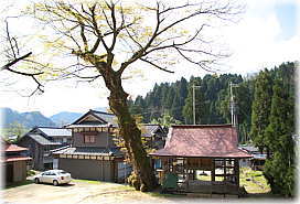 画像:山田の大欅(全景)