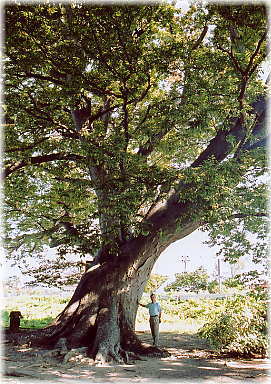 画像:山の神のケヤキ(幹と並ぶ)_1