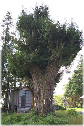 �摜�F�ؑ]�̃C�`���E