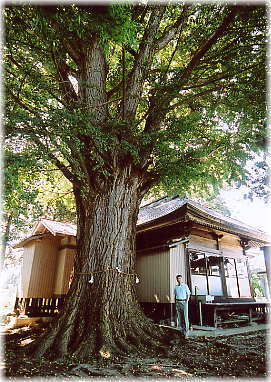 画像:柳久瀬皇太神社の大銀杏(幹と並ぶ)