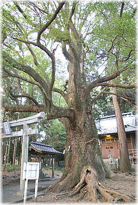 画像:八坂神社のクスノキ