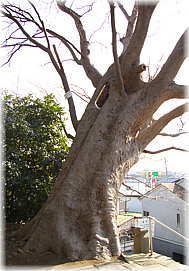 画像：吉田神社のケヤキ（参道の上側から見る）