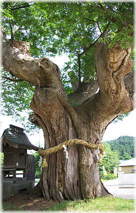 画像:湯ノ原一里塚のケヤキ