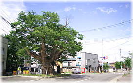 画像:湯ノ原一里塚のケヤキ(全景)
